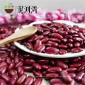 Habas de frijol rojo / frijoles rojos secos chinos, frijoles enlatados, frijol